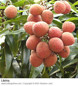 Ripe lychee bunch on a tree