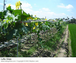 Flowering luffa (Silk Melon) vines