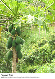 Green papayas (pawpaw) hanging on a tree