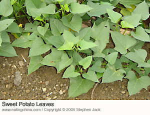 Sweet potato leaves