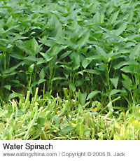 Water spinach