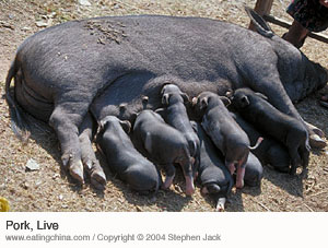 Mother pig suckling piglets