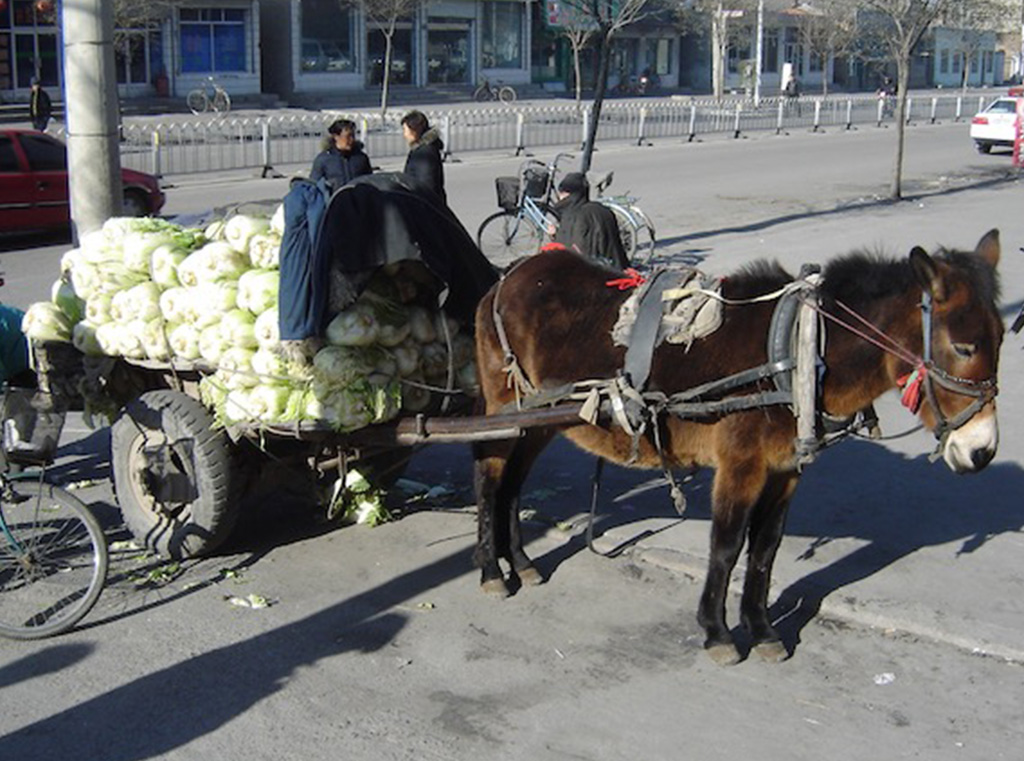 Donkey pulling a cartful of Chinese cabbages.